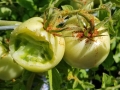 failed-tomato-repellant