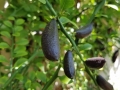 fingerlimes