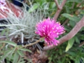 globe-amaranth2018