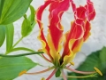 gloriosa-vine