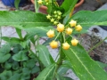 milkweed-2018