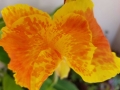 orange-canna