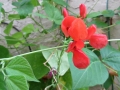 scarlet-runner-blossom