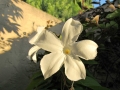 white-potato-vine-2018