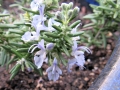 creeping-rosemary
