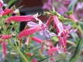 cuphea-hybrid-starfire