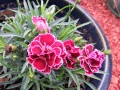 dianthus