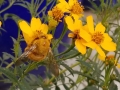 late-bee