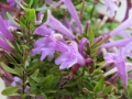 mexican-oregano