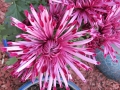 Mum \'Pittsburgh Pink\'