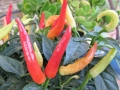 ornamental-chile