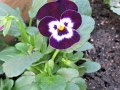 Viola