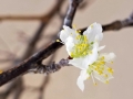 plum-blossoms-nov25