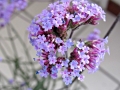 purple-top-verbena