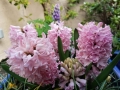 Hyacinth