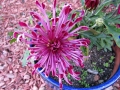 Pittsburg Purple Mum