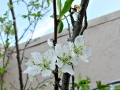 Plum blossoms