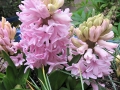 Hyacinths