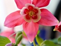 Columbine