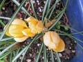 Crocus