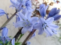 Spanish bluebells