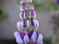 lupine tower