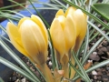 Crocus