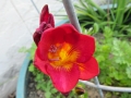 Freesia