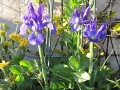 Dutch iris