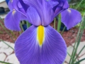 Dutch iris