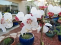 Apricot blossoms