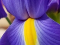 dutch-iris-2