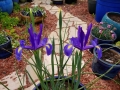 dutch-iris-3