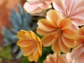 orange-lewisia