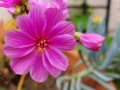 pink-lewisia