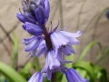 spanish-bluebell-medium