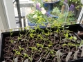 tomato-seedlings