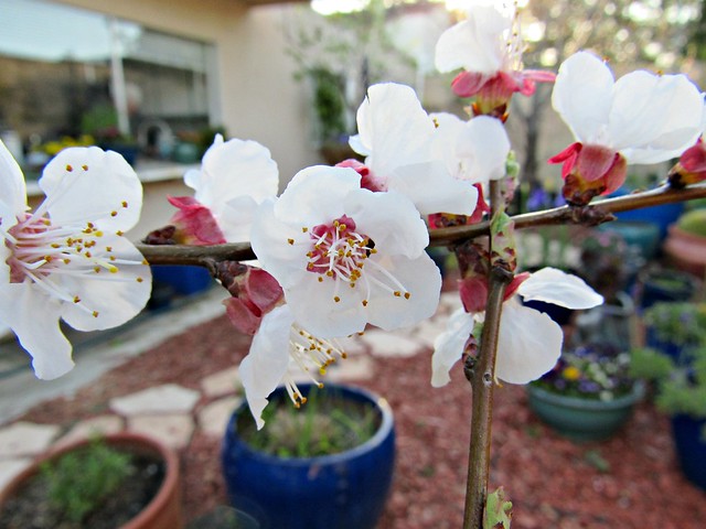 apricot-blossoms