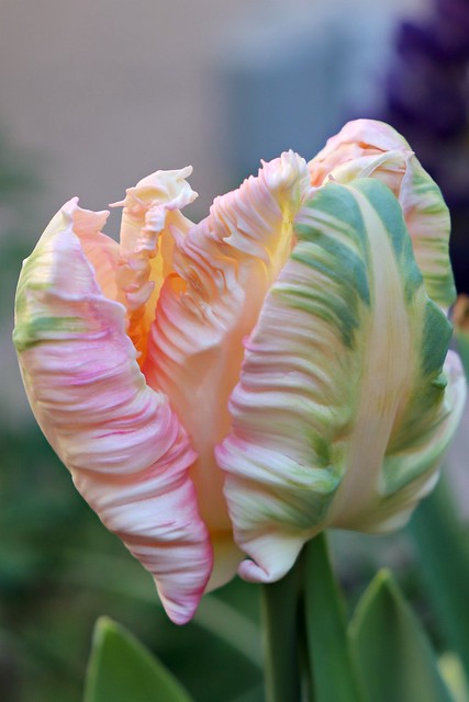 ruffled-tulip