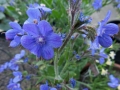 alkanet