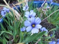 blue-eyed-grass