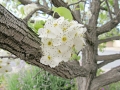 crabapple-blossoms
