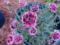 dianthus