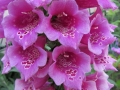 foxglove