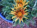 gazania