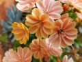 orange-lewisia