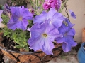 petunias1