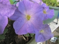 petunias2