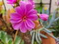 pink-lewisia