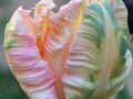 ruffled-tulip